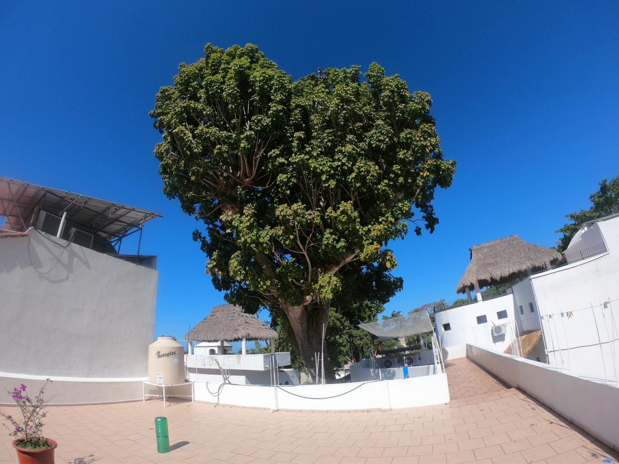 Casa Arbol De Paz Habitacion Doble Chacala  Eksteriør billede